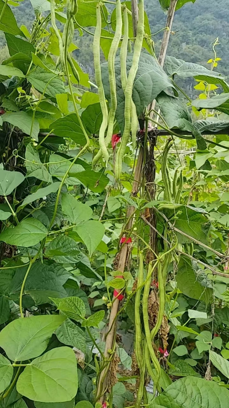 贵州无筋豆陆续上市欢迎老板订购