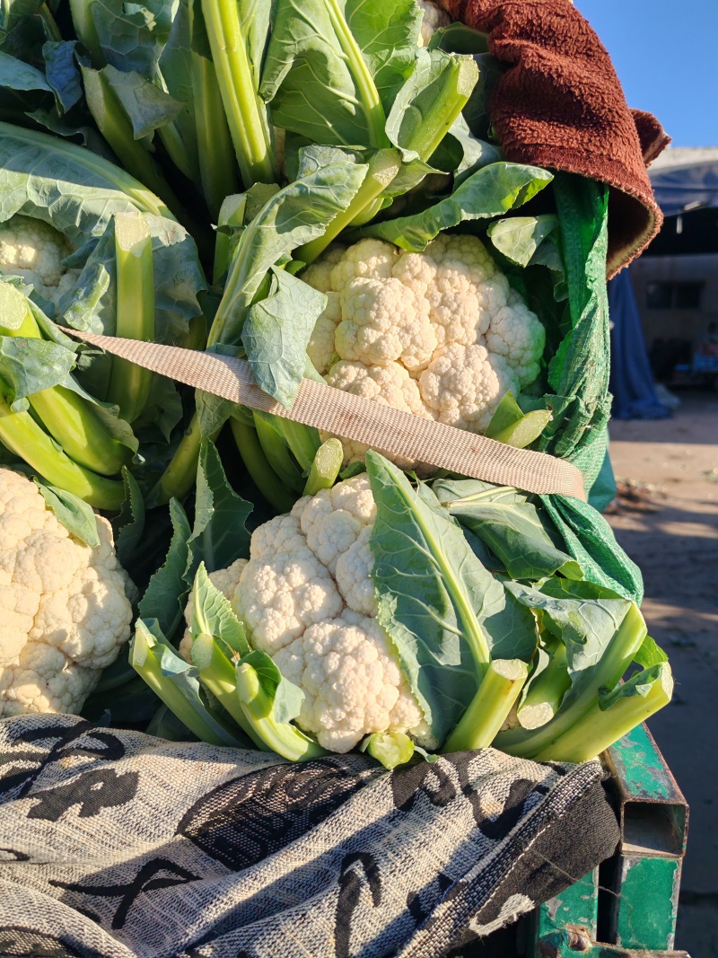 河北邯郸松花菜白面青梗松花菜大量供应价格美丽欢迎来电