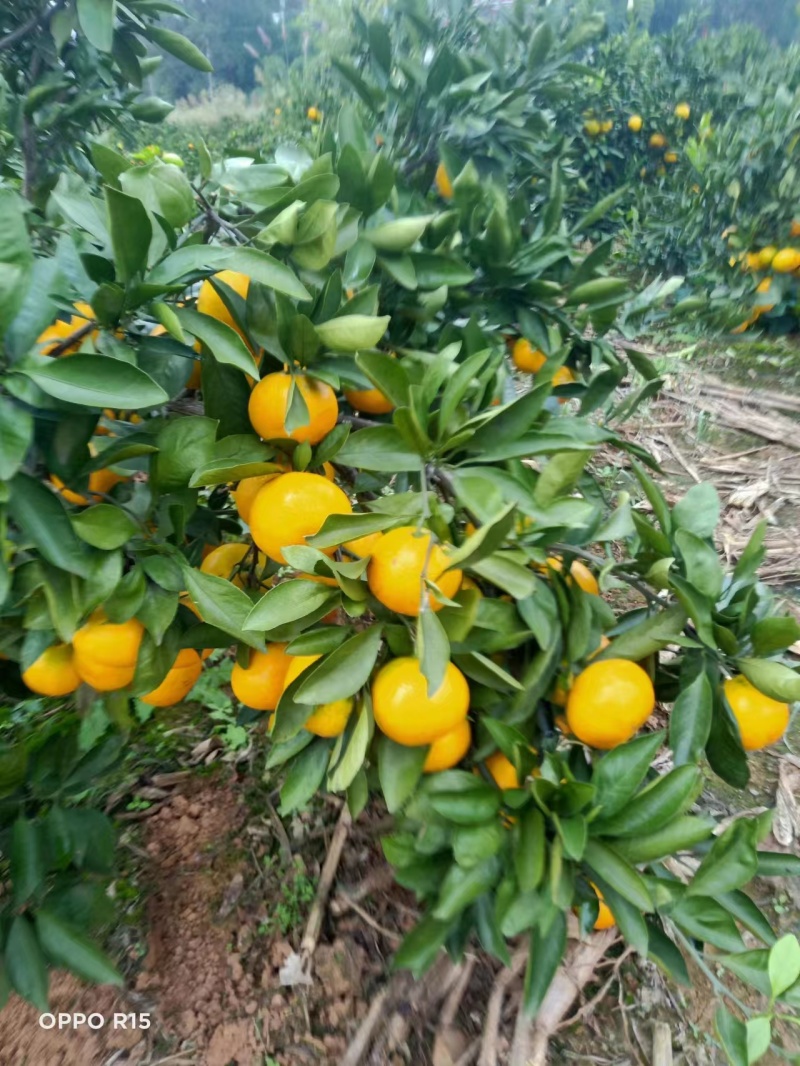蜜橘