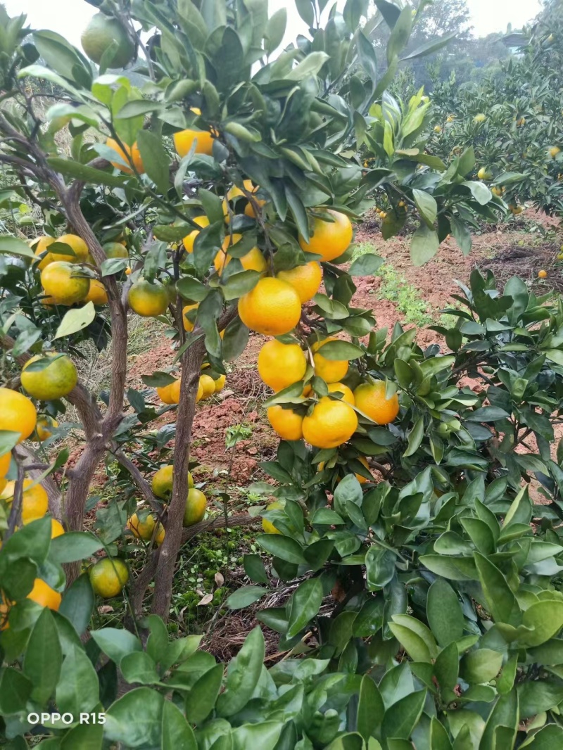 蜜橘