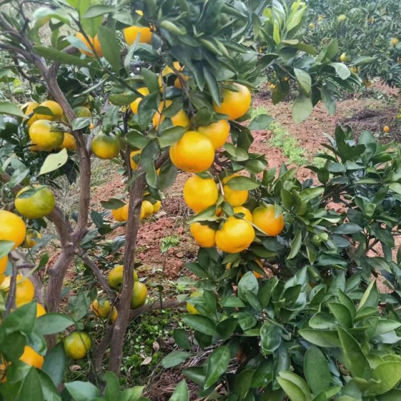 蜜橘