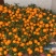 碰柑产地现摘，皮毛干净，甜味十足，
