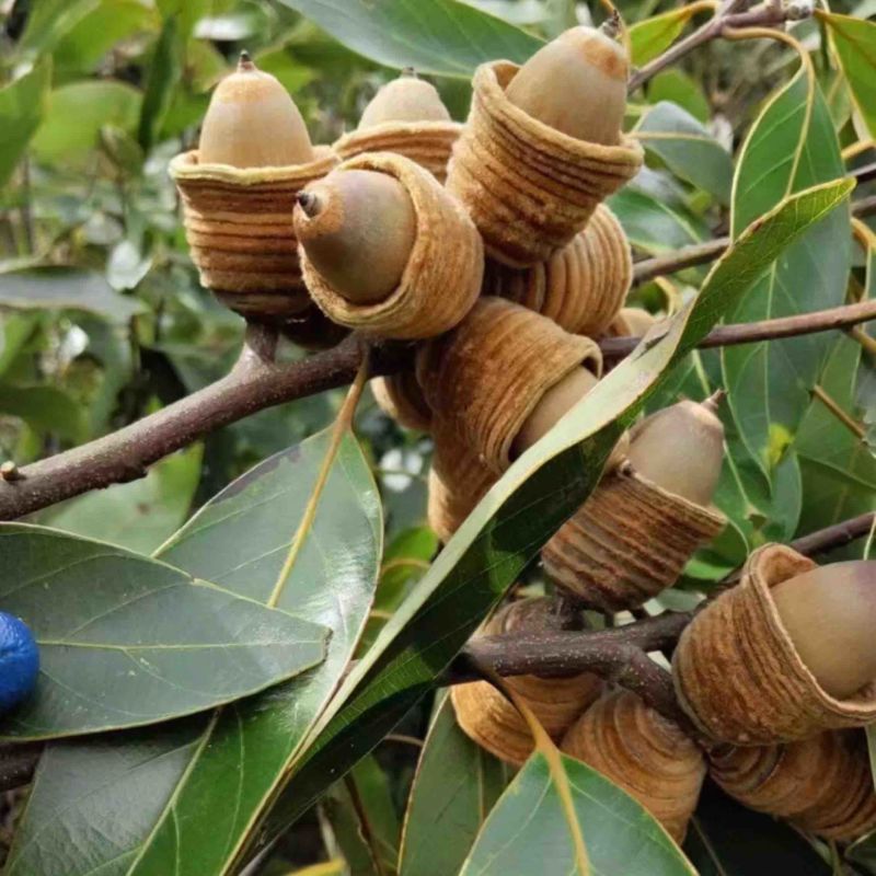 供应野生毛毛果狗鞭果