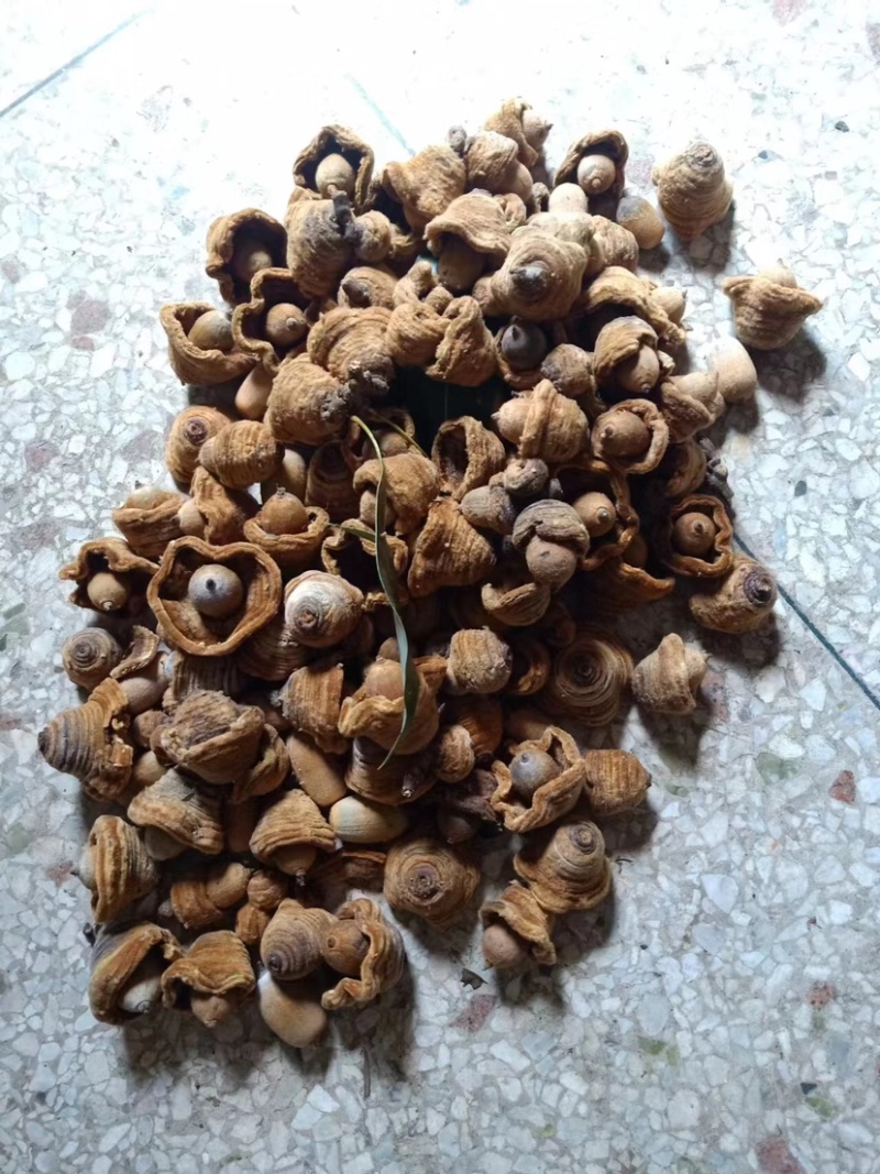 供应野生毛毛果狗鞭果