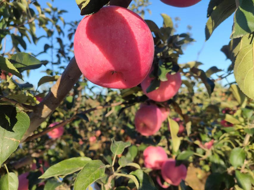 苹果中医属性解析