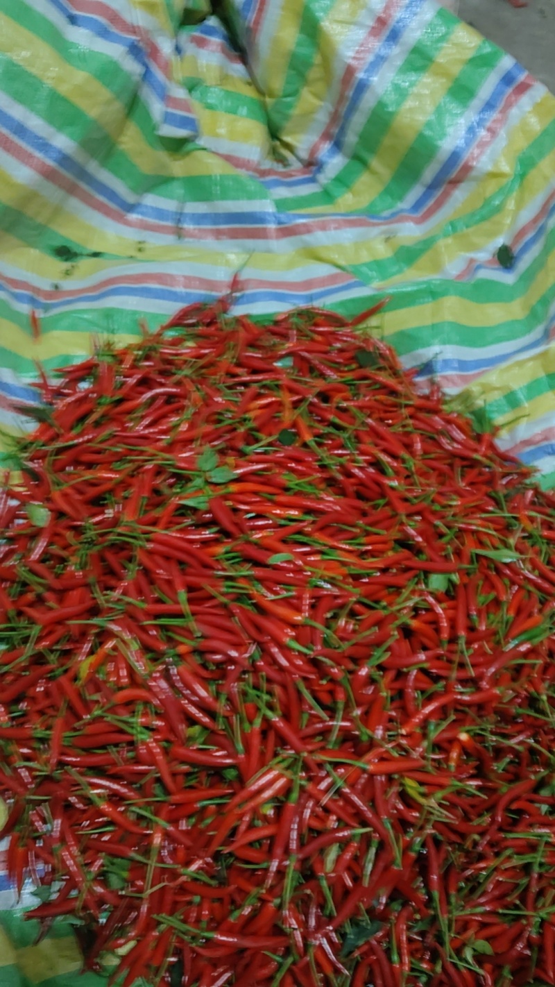 小米辣
