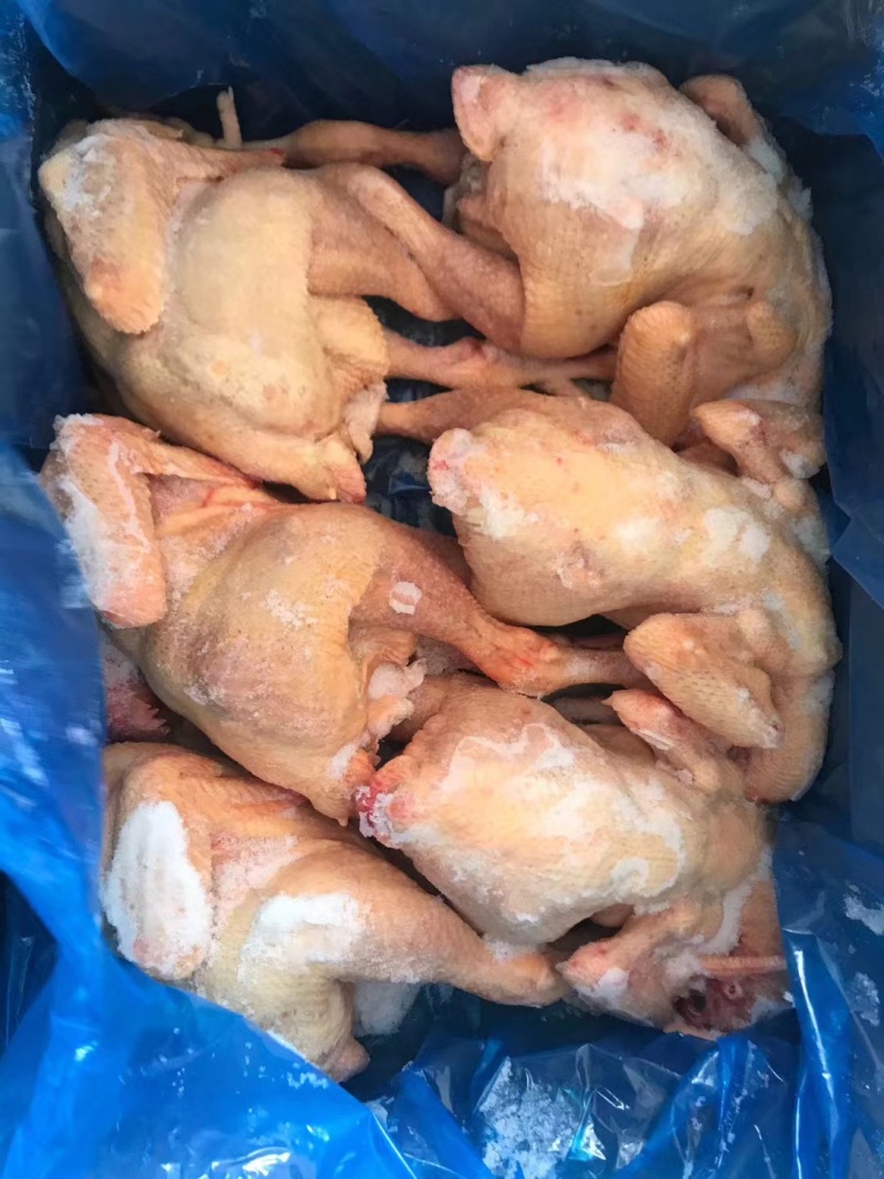 出售全净膛三黄鸡