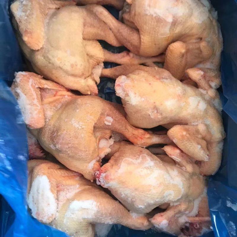 出售全净膛三黄鸡