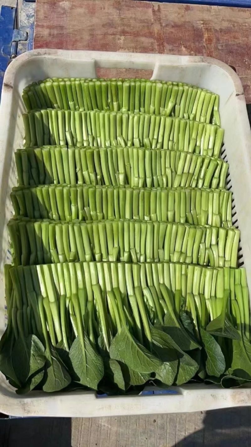 菜心货源充足量大从优可视频看货欢迎联系