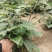 大量猕猴桃实生苗出售以可以开始出土，有需要的老板前来采购