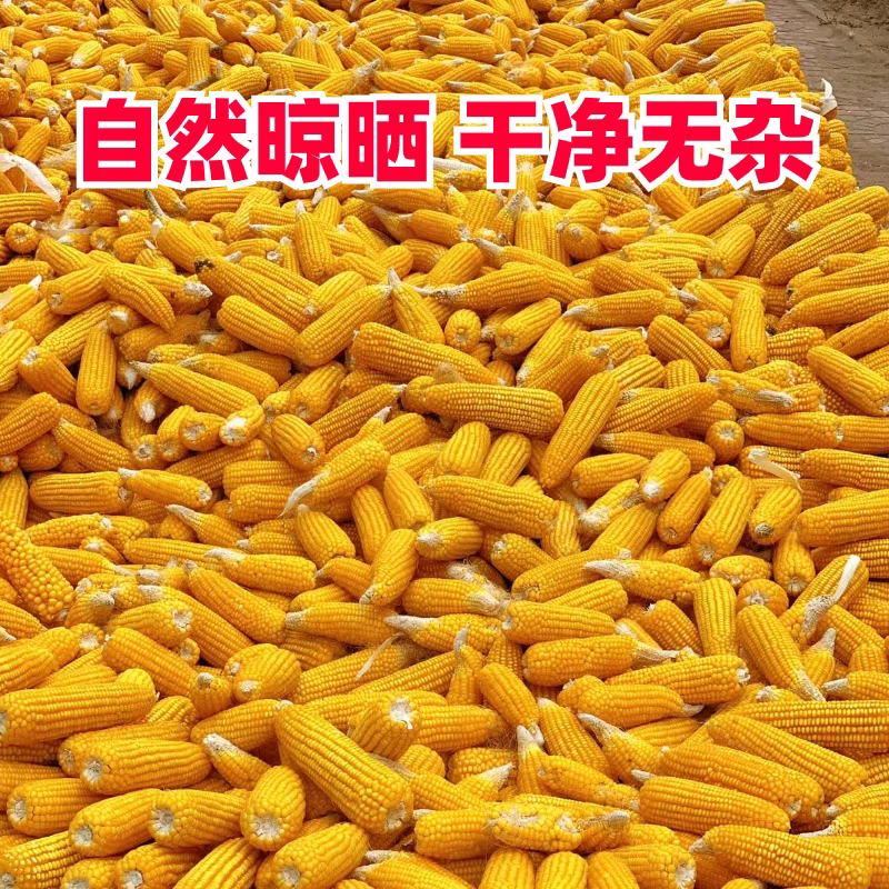 安徽玉米/黄玉米/产地直发火车运输欢迎来电咨询