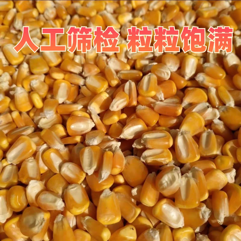 安徽玉米/黄玉米/产地直发火车运输欢迎来电咨询
