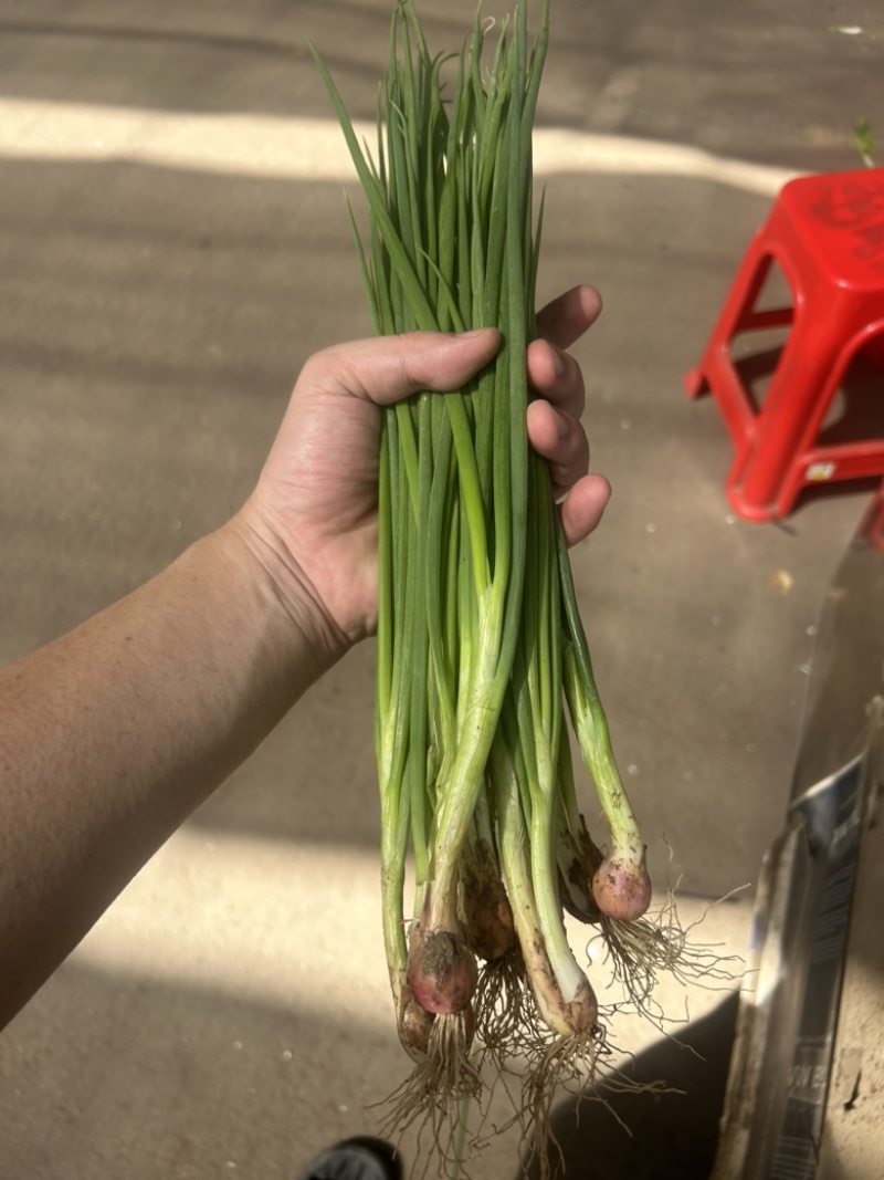 小葱