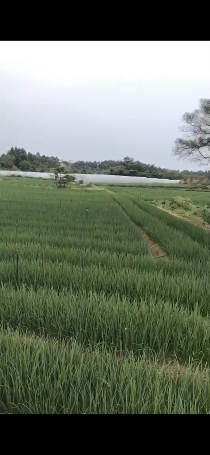 小葱