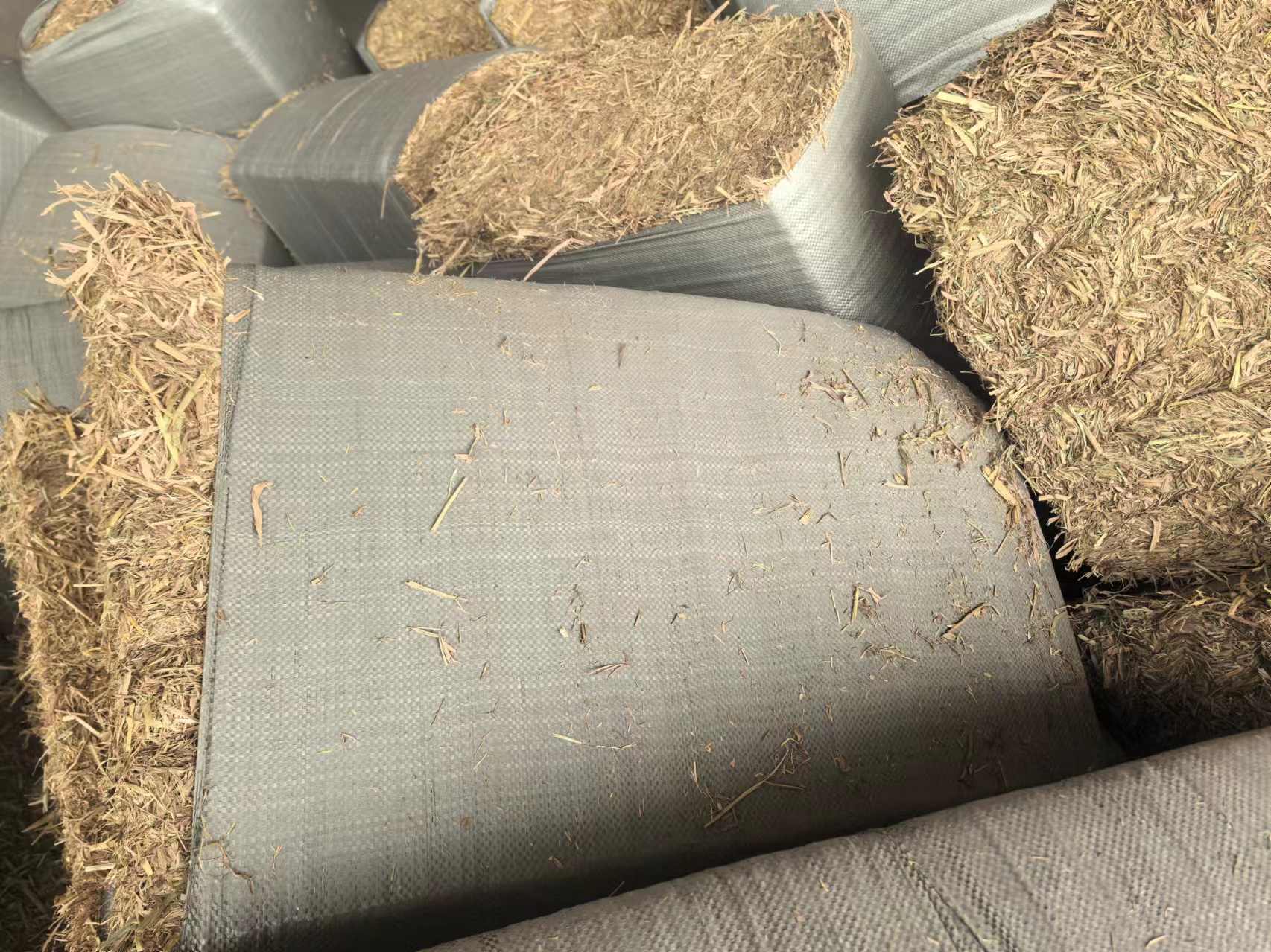 水稻田中稗草与水稻混生情况