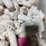 新鲜杏鲍菇次菇