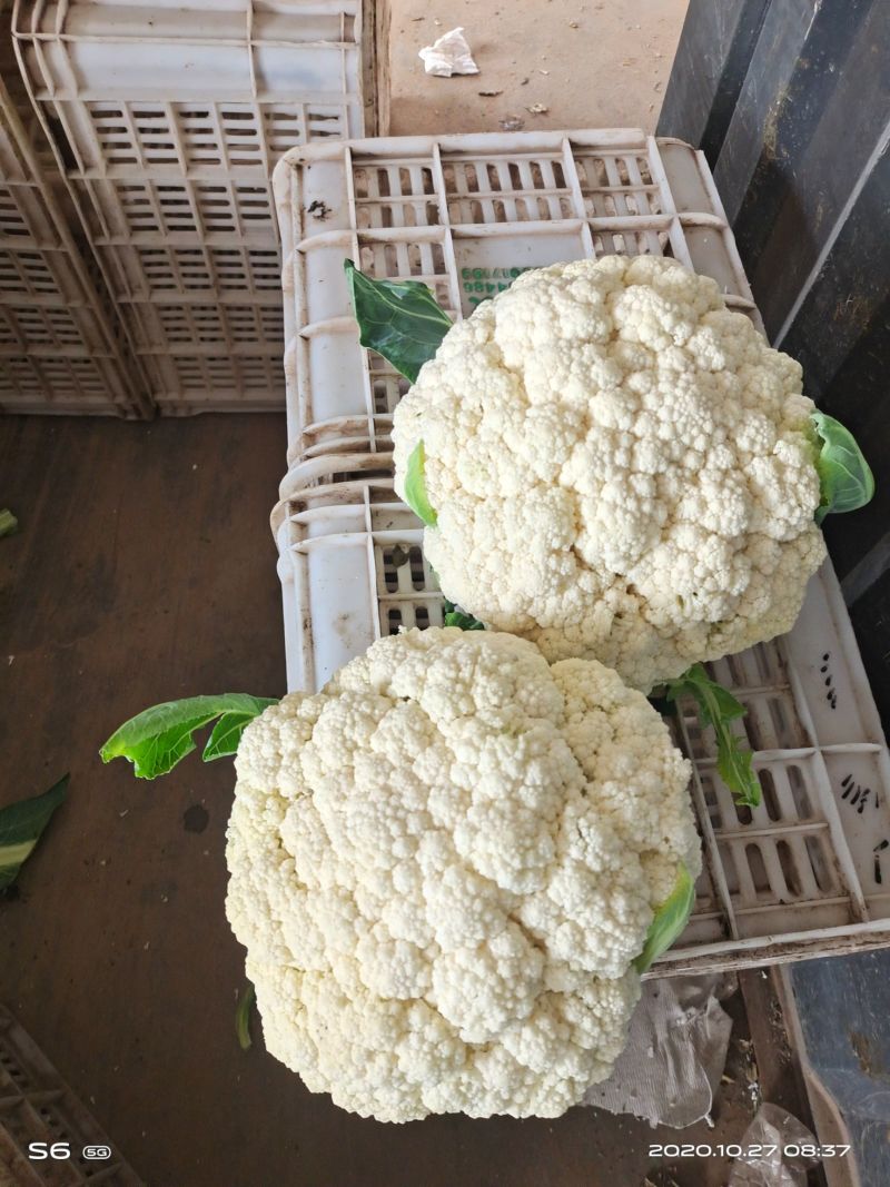 菜花有机松花菜白面青梗散花小米粒菜花商超配菜代收