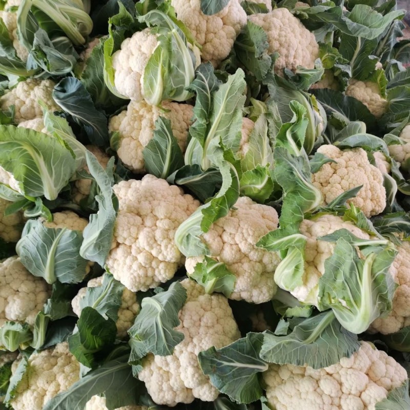 菜花有机松花菜白面青梗散花小米粒菜花商超配菜代收