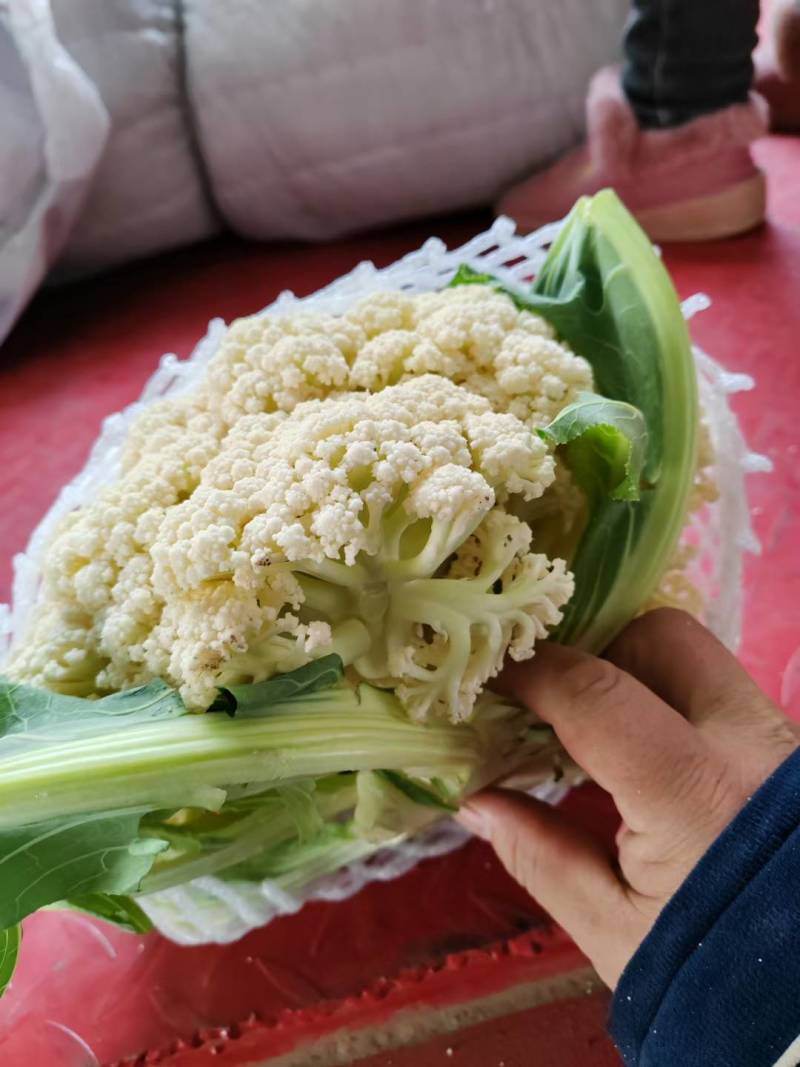 菜花有机松花菜白面青梗散花小米粒菜花商超配菜代收