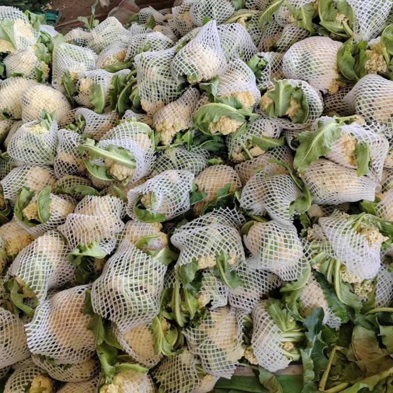 菜花有机松花菜白面青梗散花小米粒菜花商超配菜代收