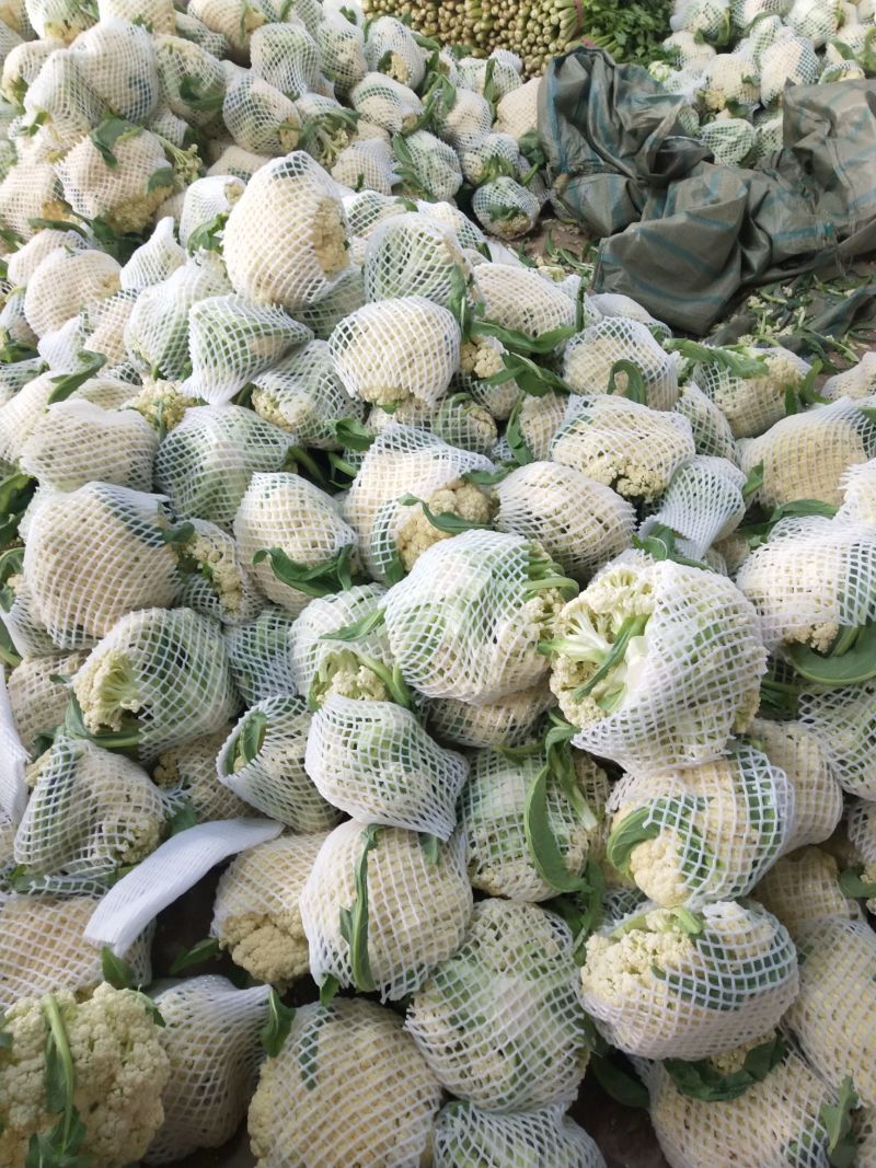 菜花有机松花菜白面青梗散花小米粒菜花商超配菜代收