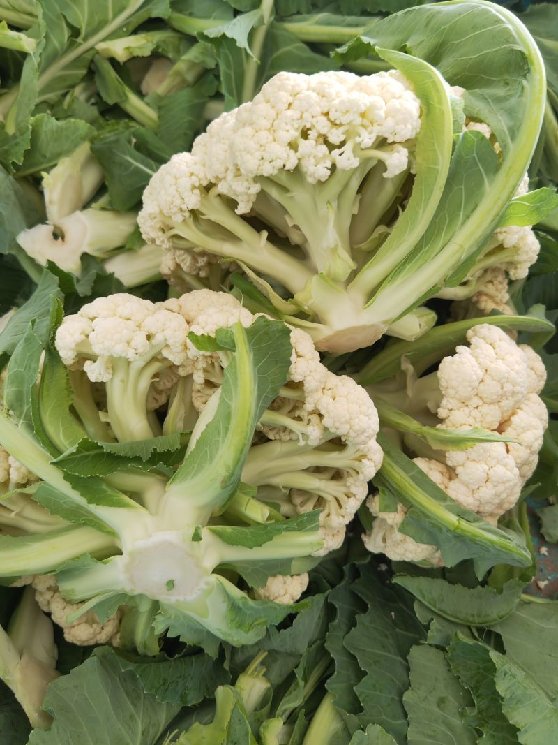 菜花有机松花菜白面青梗散花小米粒菜花商超配菜代收