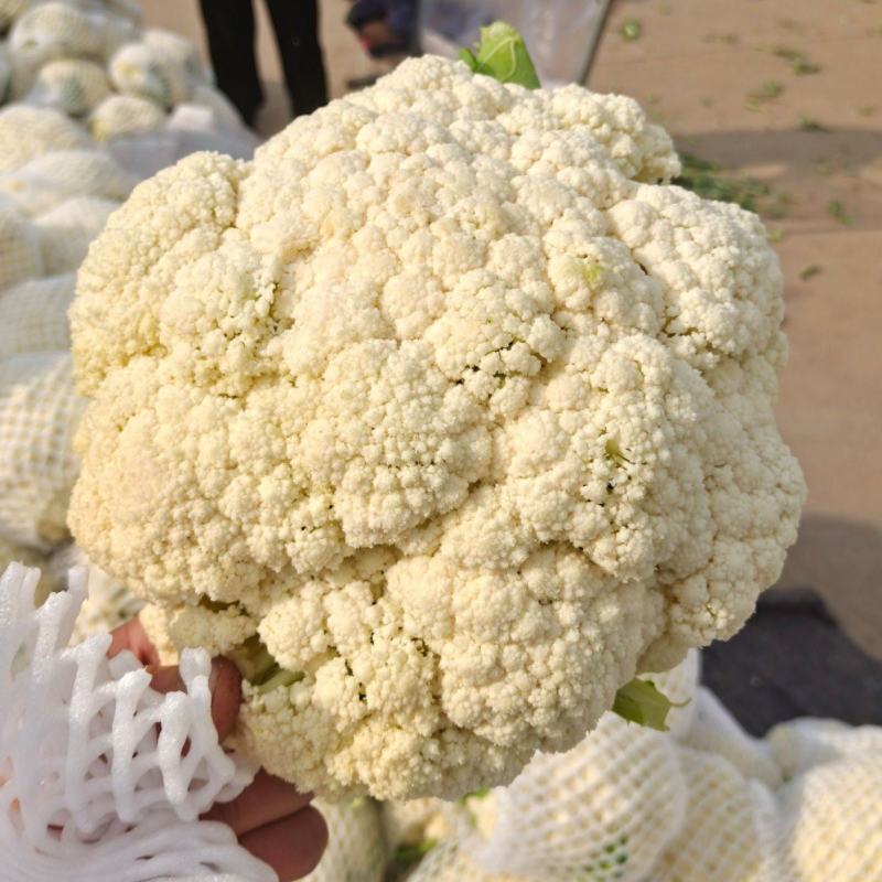 菜花有机松花菜白面青梗散花小米粒菜花商超配菜代收
