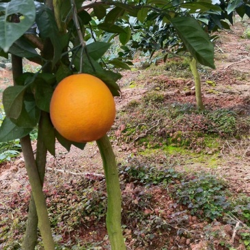 赣南信丰纽荷尔脐橙，高品质精品，源头种植基地，规格齐全。
