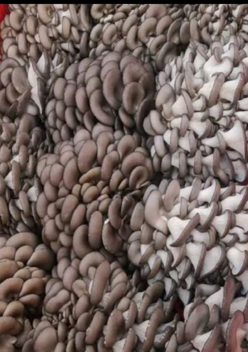 食用菌基地精品平菇