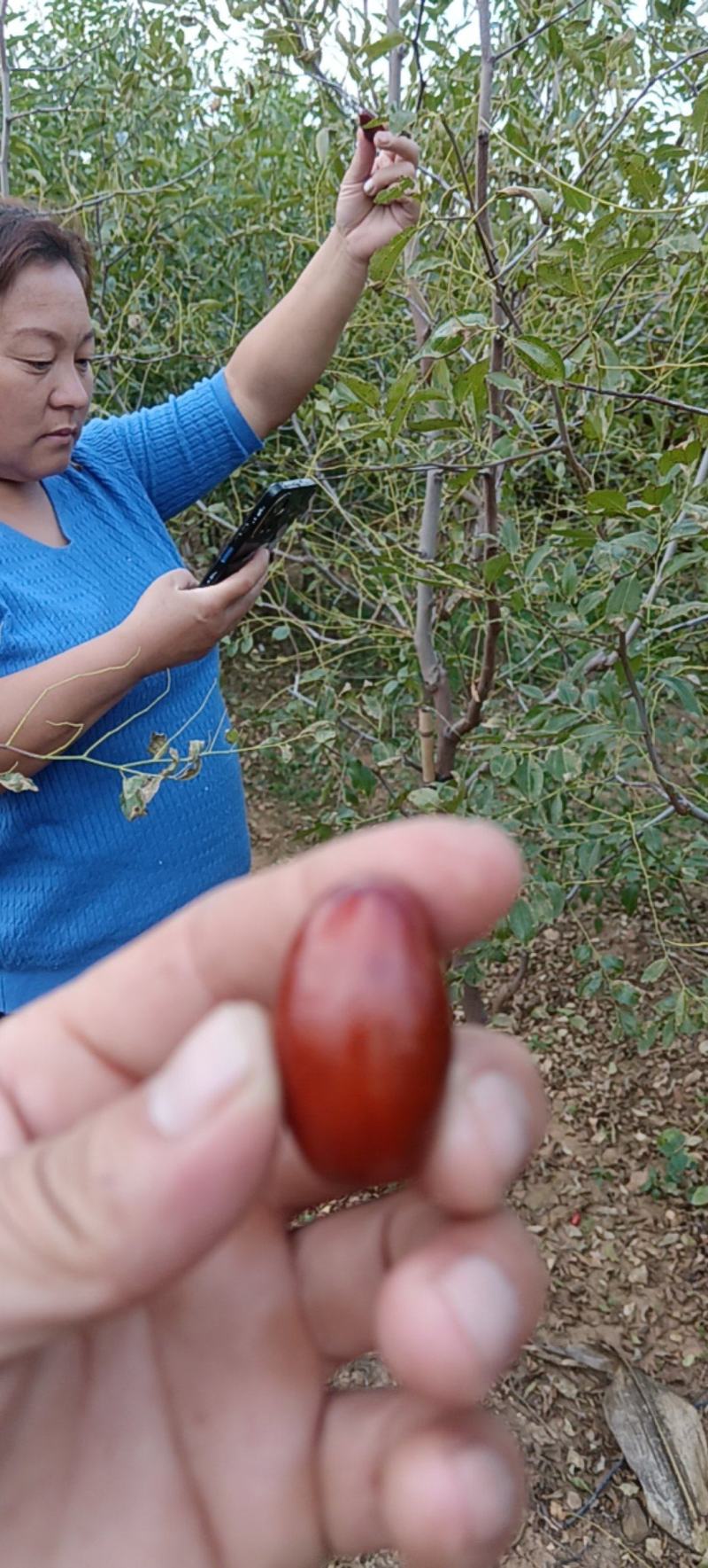 胎里红枣苗山东苗圃直发假一培十
