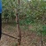 胎里红枣苗山东苗圃直发假一培十