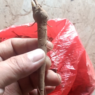 赤芍苗，一年苗，无水淹，成活率高，无伤苗，性价比高。