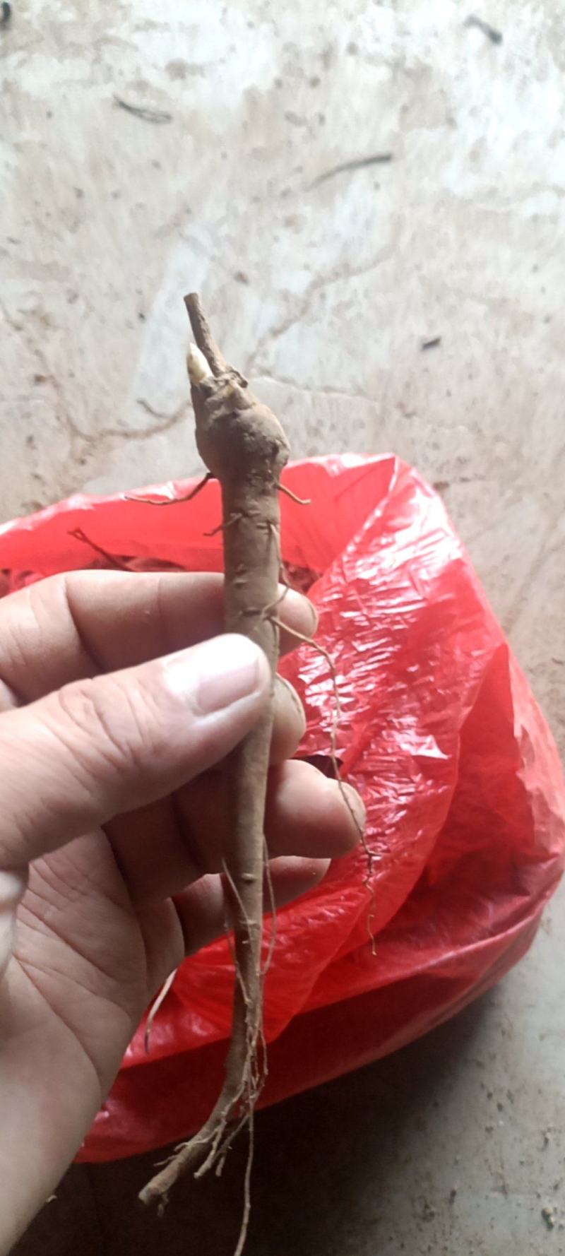 赤芍苗，一年苗，无水淹，成活率高，无伤苗，性价比高。