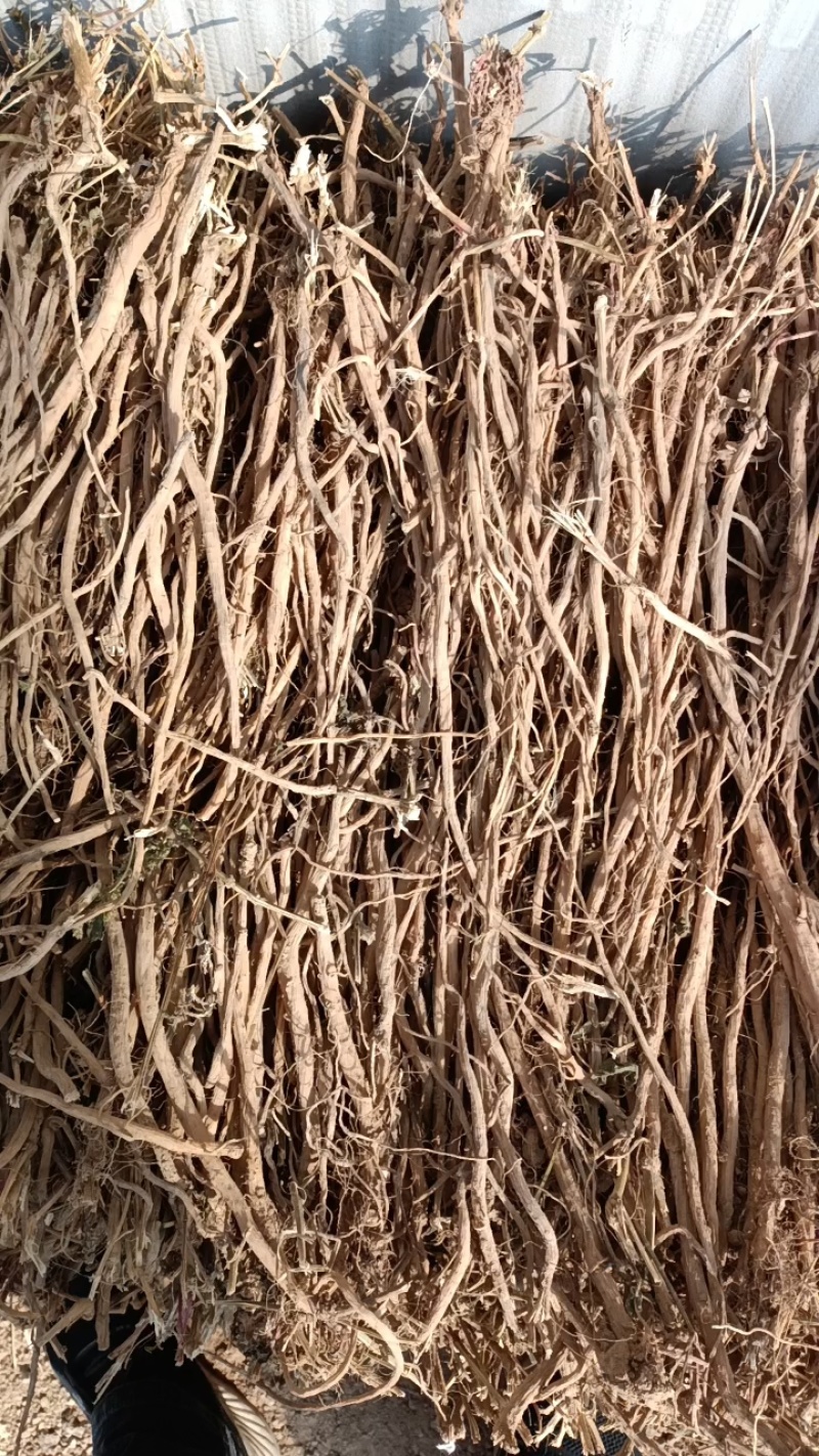中药材牛膝产新