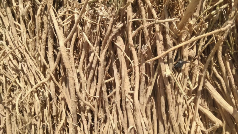 中药材牛膝产新