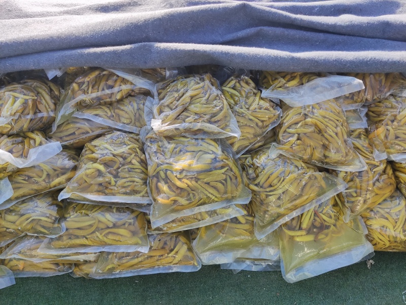 泡辣椒，杭椒，红杭椒，线椒，好产量，好品质，加工厂直供