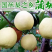 陕西蜜梨蒲城袋酥梨砀山酥梨大量上市糖度高口感好果面干净