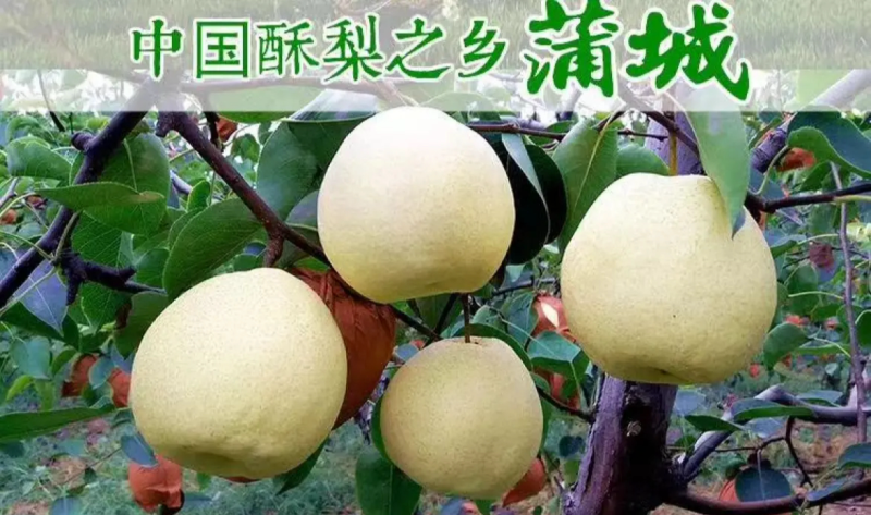陕西蜜梨蒲城袋酥梨砀山酥梨大量上市糖度高口感好果面干净
