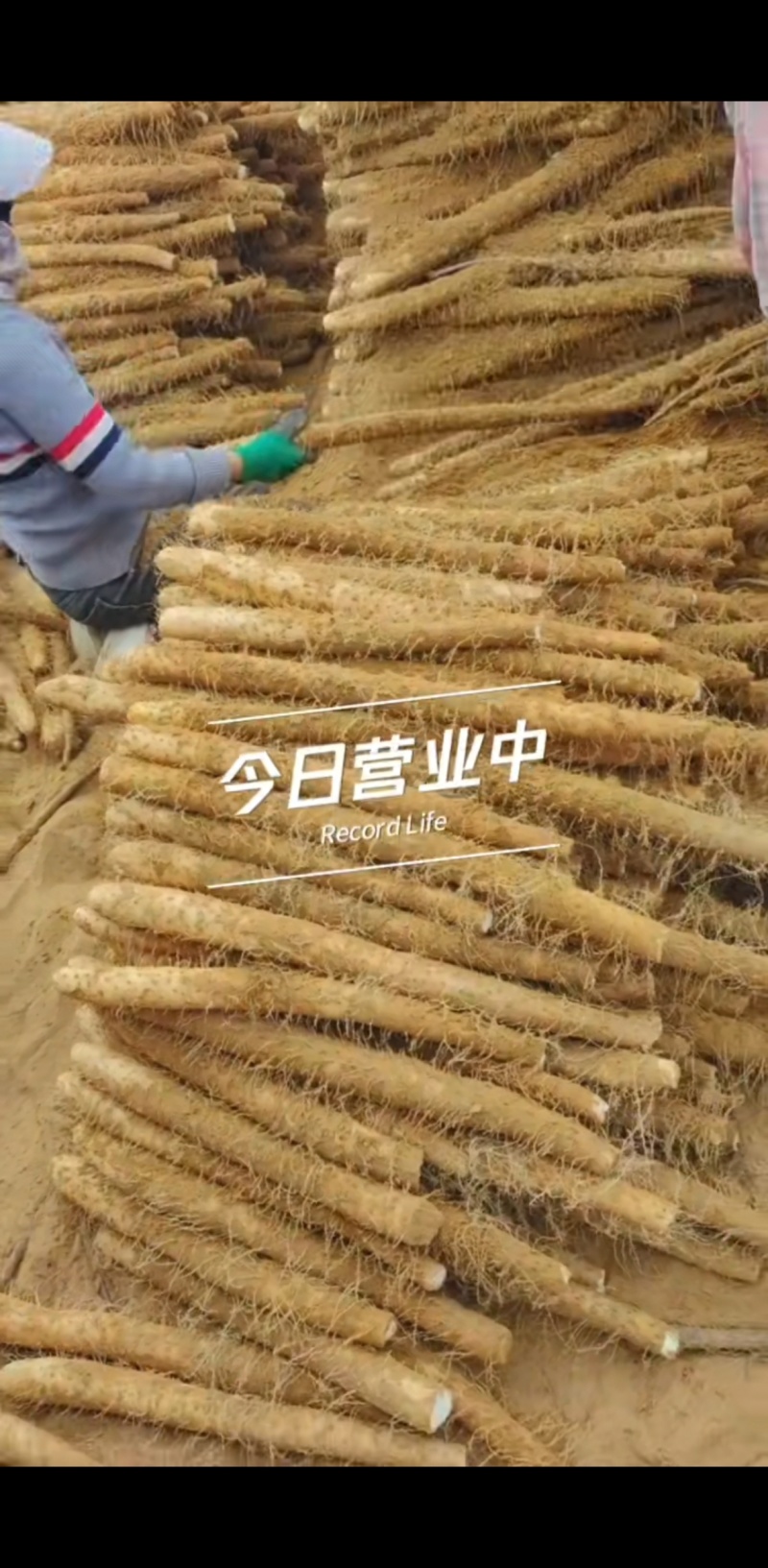 淮山药，黑鬼山药，长条，麻山药，打捆山药，假铁棍山药，