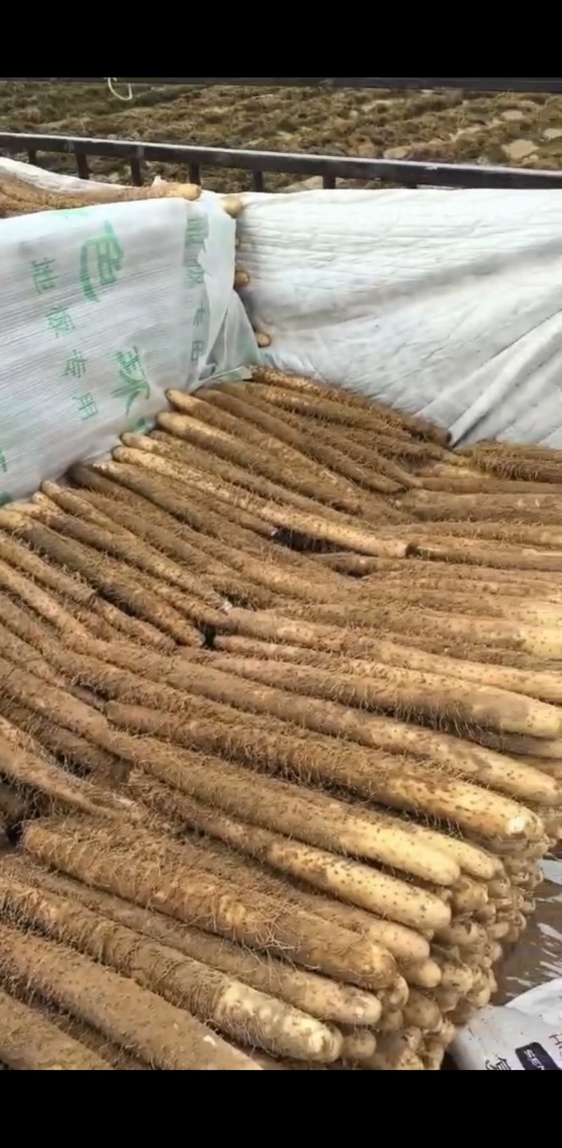 淮山药，黑鬼山药，长条，麻山药，打捆山药，假铁棍山药，