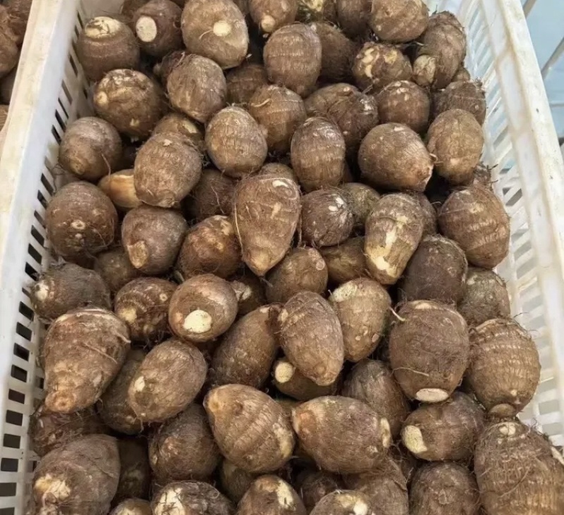 山东大量供应优质竽头大量有货质量保证产地直批
