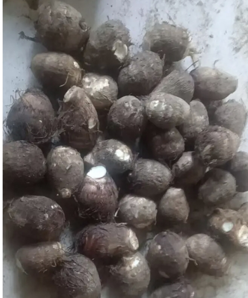山东大量供应优质竽头大量有货质量保证产地直批