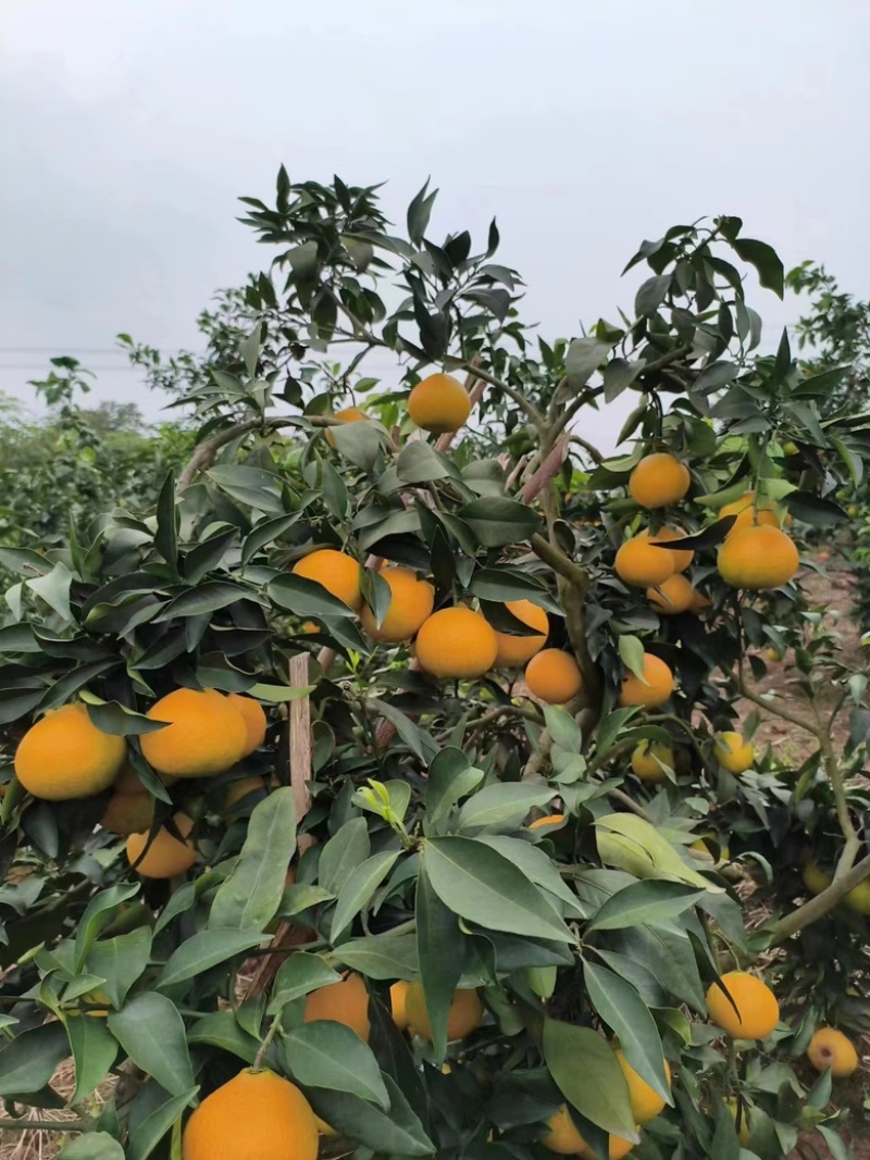 爱媛橙38大量上市，对接电商，市场，社团，商超