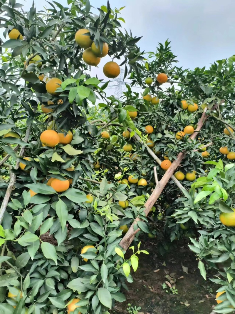 爱媛橙38大量上市，对接电商，市场，社团，商超