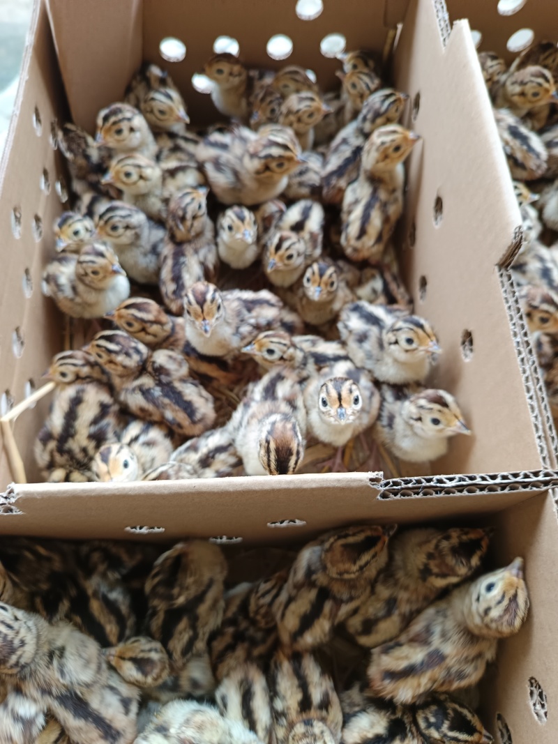 七彩山鸡苗品种质量保证厂家直销
