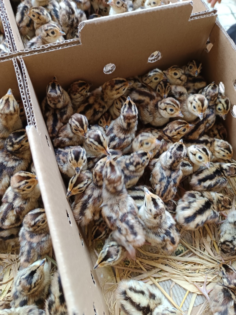 七彩山鸡苗品种质量保证厂家直销