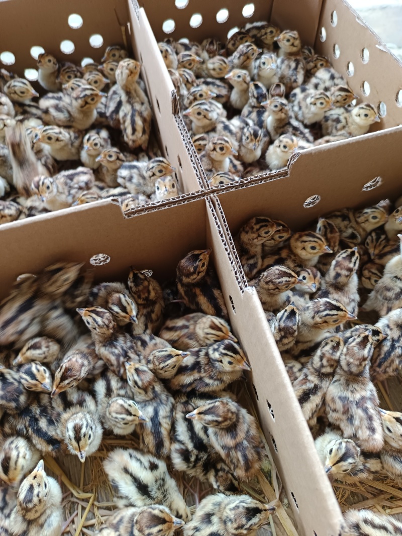 七彩山鸡苗品种质量保证厂家直销