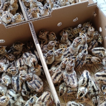 七彩山鸡苗品种质量保证厂家直销