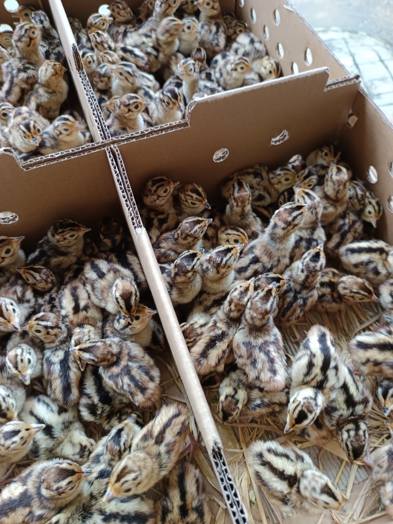 七彩山鸡苗品种质量保证厂家直销