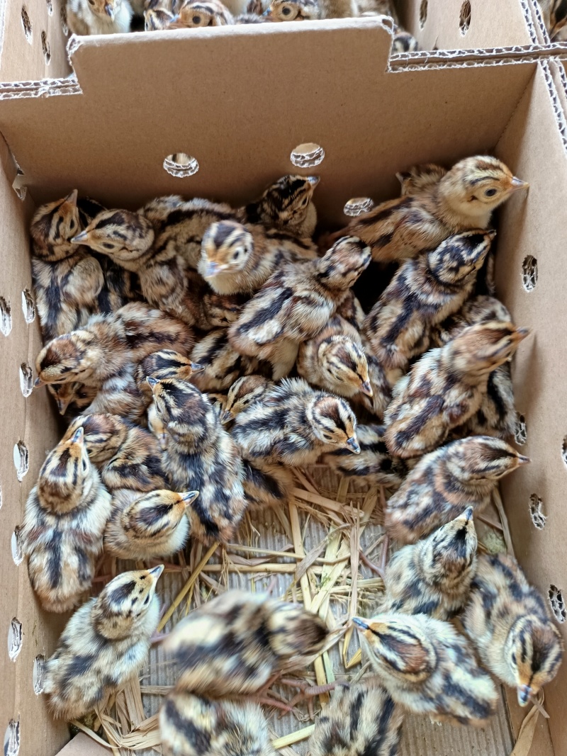 七彩山鸡苗品种质量保证厂家直销